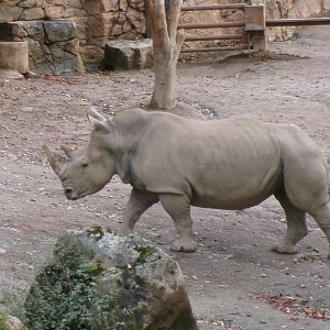 Southern white rhino
