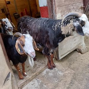 Damara goats