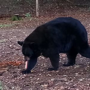 American black bear