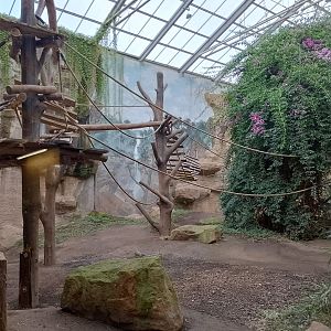 Chimpanzee indoor enclosure