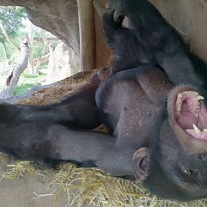 Western common chimpanzee