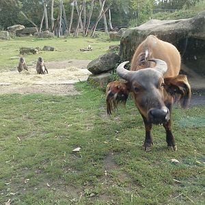 Forest buffalo and drills