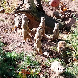 Meerkats