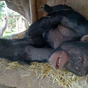 Western common chimpanzee