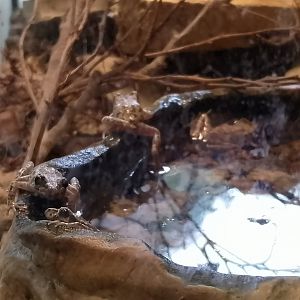 Majorcan midwife toads