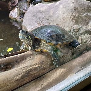 Red-eared slider