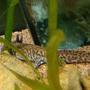 Anderson's salamander