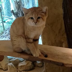Arabian sand cat