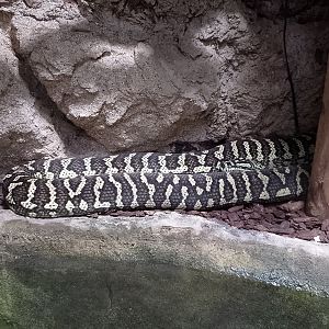 Carpet python