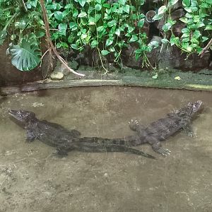 Spectacled caimans