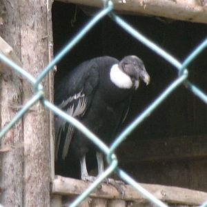 Andean condor