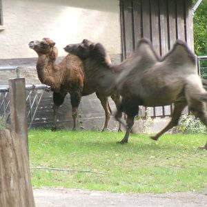 Bactrian camels
