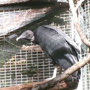 American black vulture