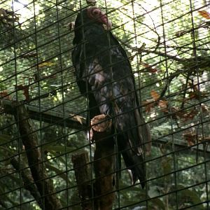 Turkey vulture