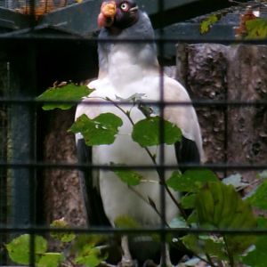 King vulture