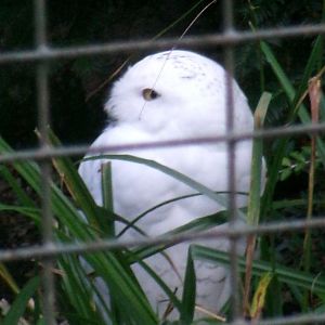 Snowy owl