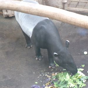 Malayan tapir