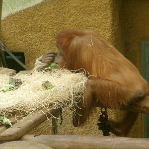 Sumatran orangutan