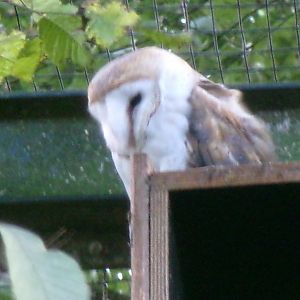 Common barn owl
