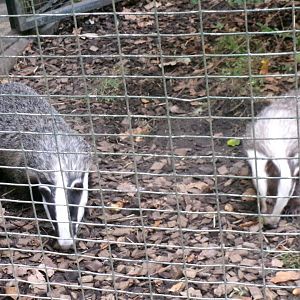 European badgers