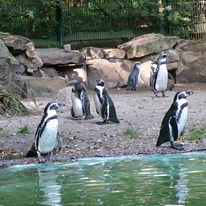 Humboldt penguins