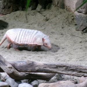 Big hairy armadillo