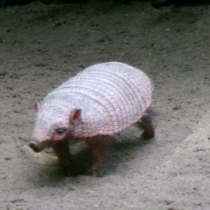 Big hairy armadillo