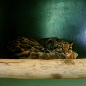 Indochinese clouded leopard
