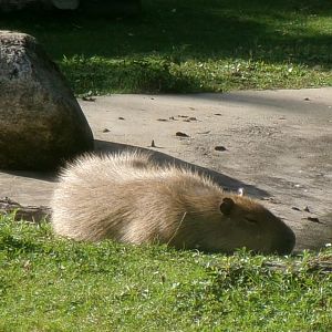 Capybara