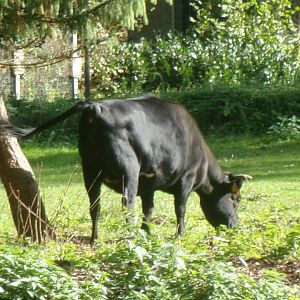 Dahomey dwarf cattle
