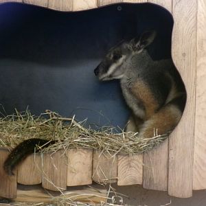 Yellow-footed rock wallaby