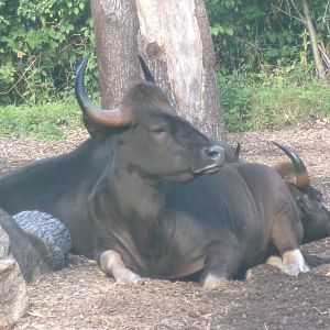Indian gaur