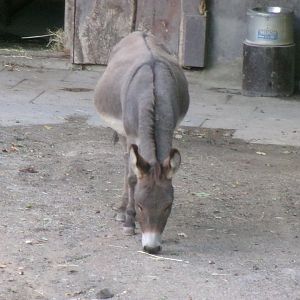 Mediterranean miniature donkey
