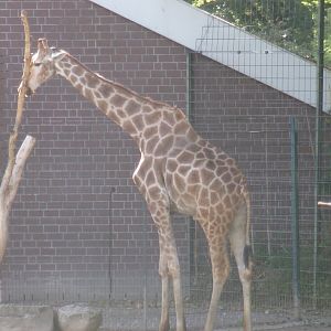 Angolan giraffe