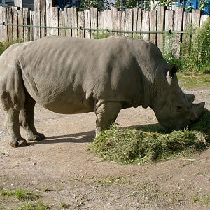Southern white rhino