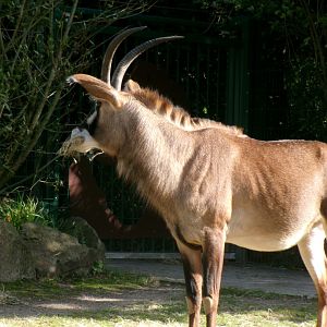 Roan antelope