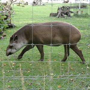 Brazilian tapir