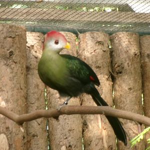 Red-crested turaco