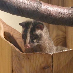 Himalayan palm civet
