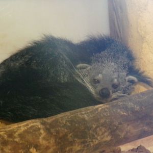 Binturong