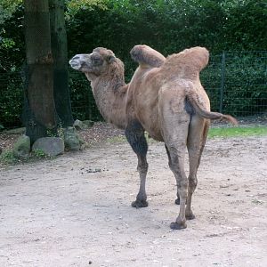 Bactrian camel