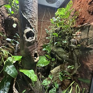 Sep. 2025 - Daytona Aquarium - Milk Frog Terrarium