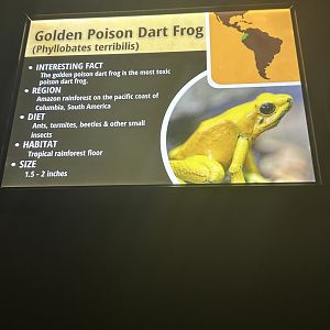 Sep. 2025 - Daytona Aquarium - Dart Frog Signage