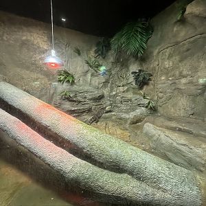 Sep. 2025 - Daytona Aquarium - Water Monitor Enclosure