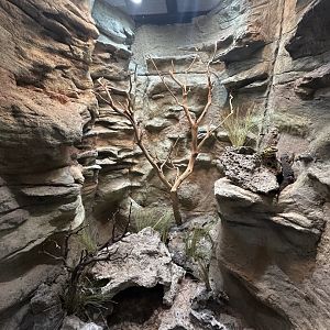 Sep. 2025 - Daytona Aquarium - Uromastyx Terrarium