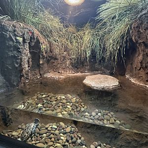Sep. 2025 - Daytona Aquarium - Terrapin Terrarium