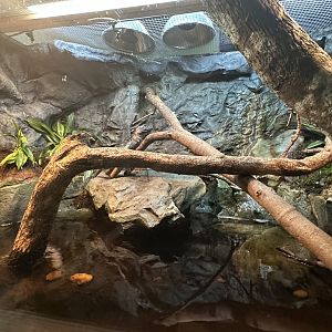 Sep. 2025 - Daytona Aquarium - Sailfin Dragon Enclosure
