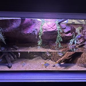 Sep. 2025 - Daytona Aquarium - Mudskipper Tank