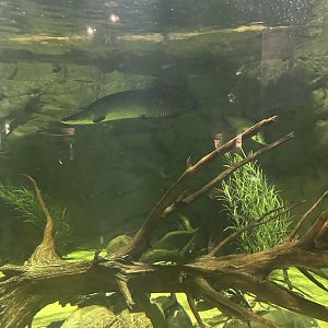 Sep. 2025 - Daytona Aquarium - “The Amazon” Tank