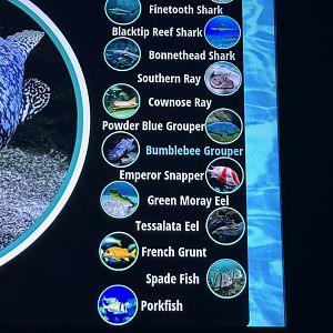 Sep. 2025 - Daytona Aquarium - Shark Reef (signage)